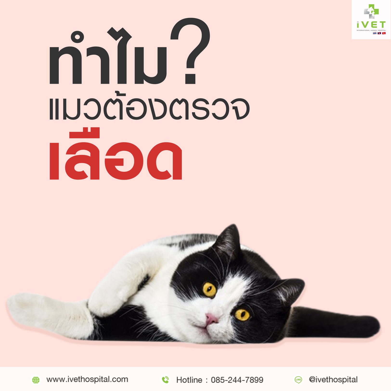 ทำไมเราจึงควรตรวจเลือดแมวเป็นประจำ  ทำไมเราจึงควรตรวจเลือดแมวเป็นประจำ